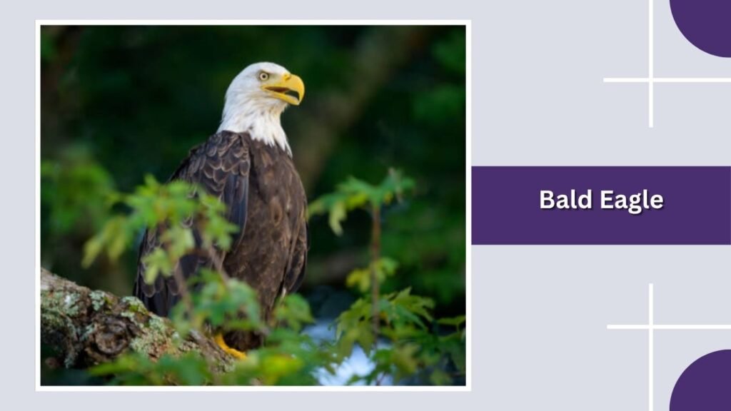  Bald Eagle