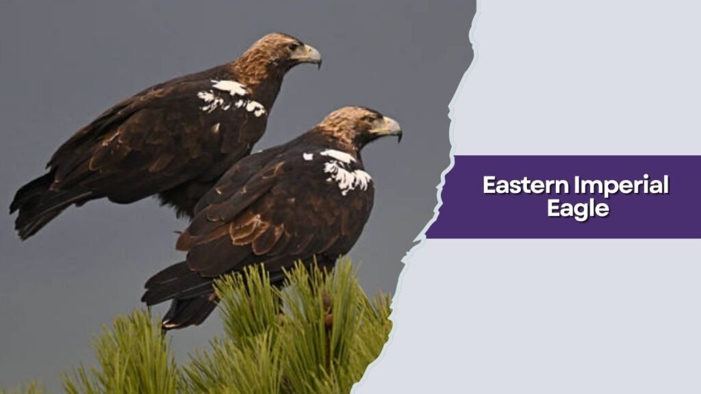 Eastern Imperial Eagle