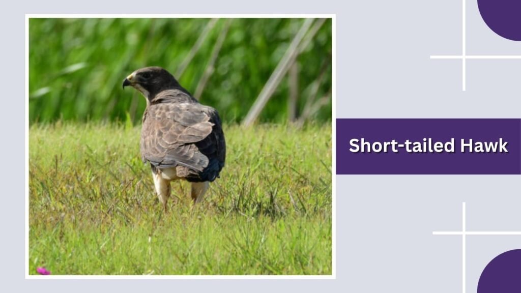 Short-tailed Hawk