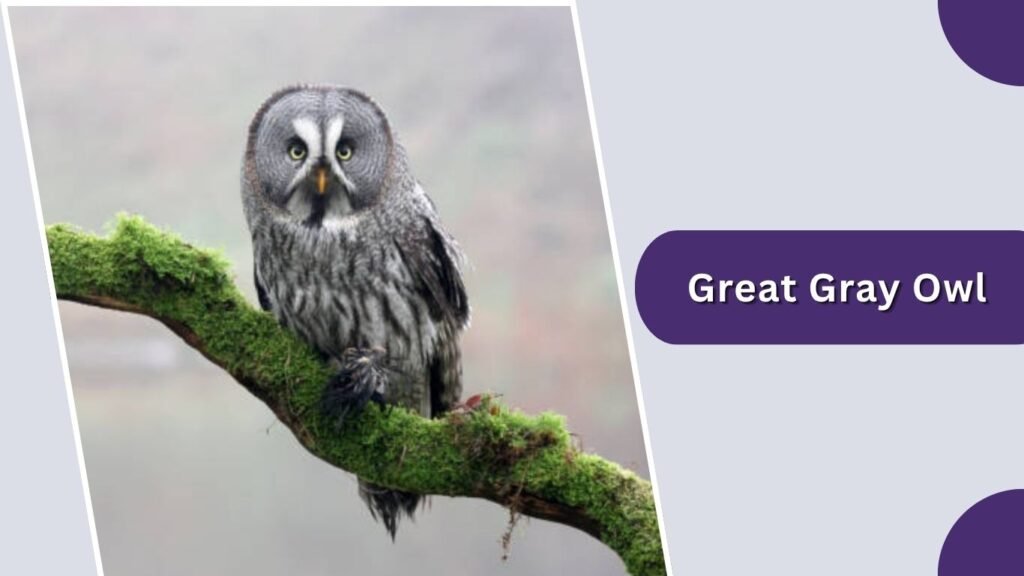 Great Gray Owl