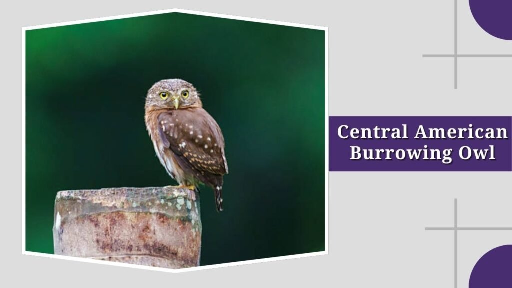 Central American Burrowing Owl