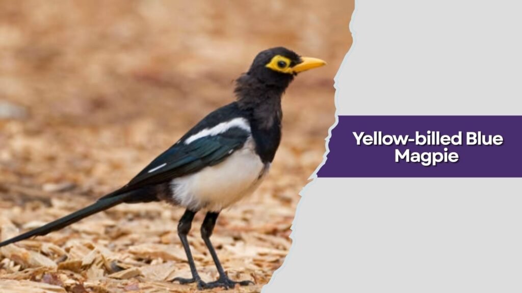 Yellow-billed Blue Magpie