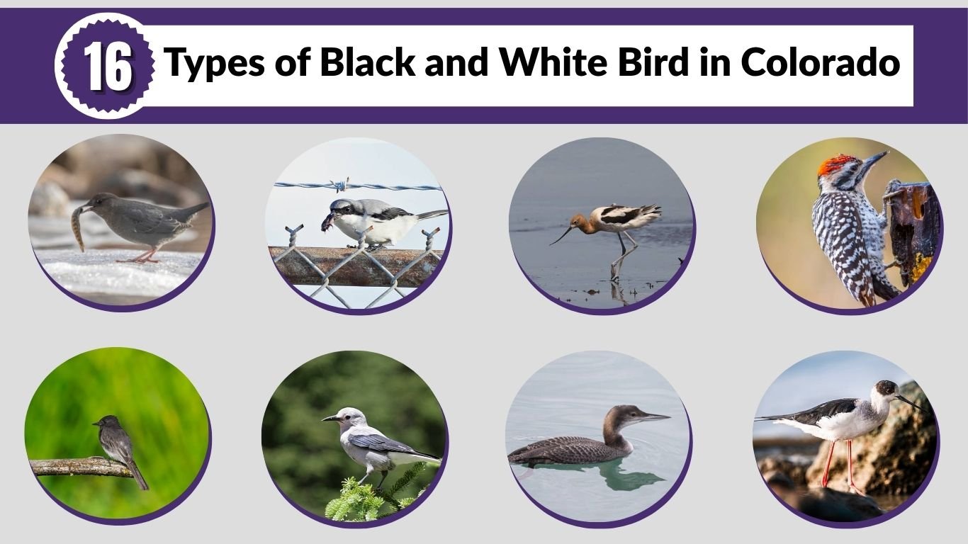 16 Types of Black and White Bird in Colorado (ID with Picture)