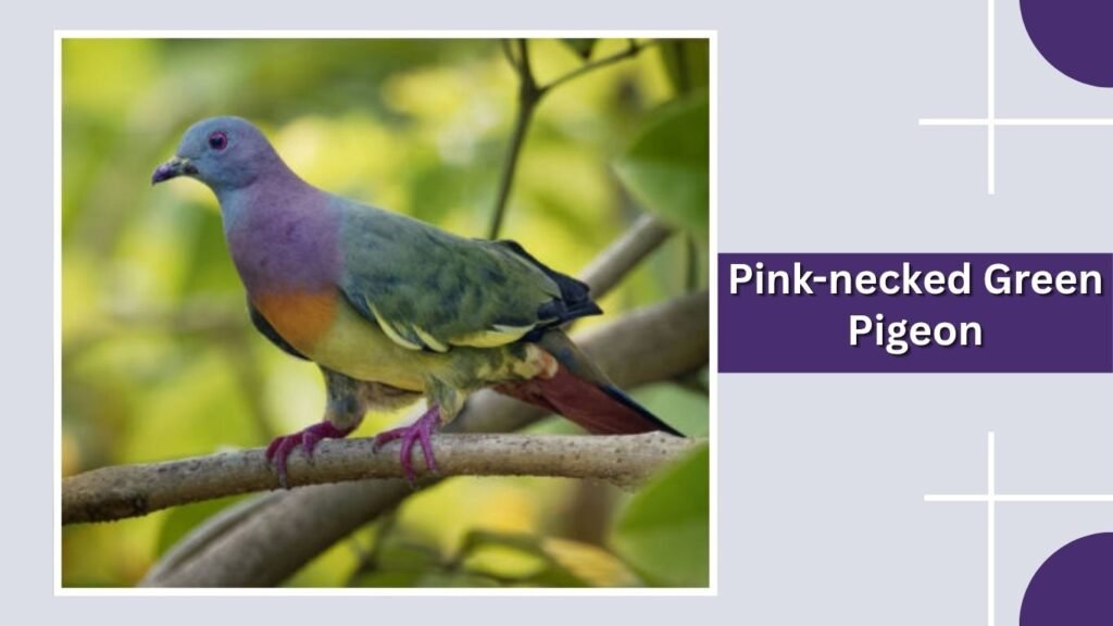 Pink-necked Green Pigeon
