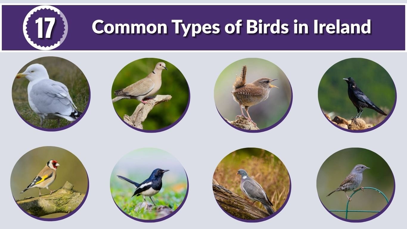 17 Common Types of Birds in Ireland: Identification with Picture