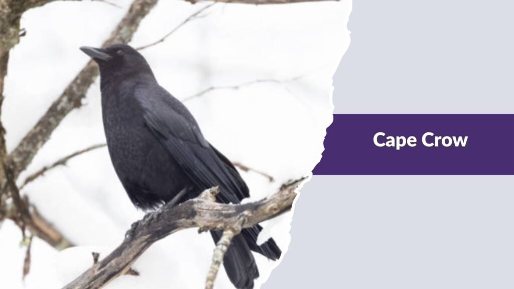 Cape Crow