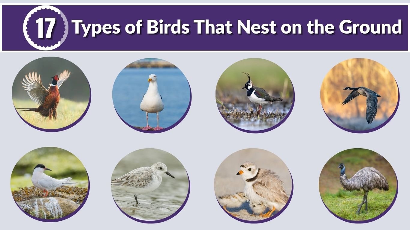 17 Types of Birds That Nest on the Ground: Id With Picture