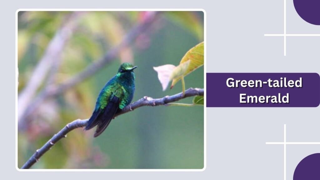 Green-tailed Emerald
