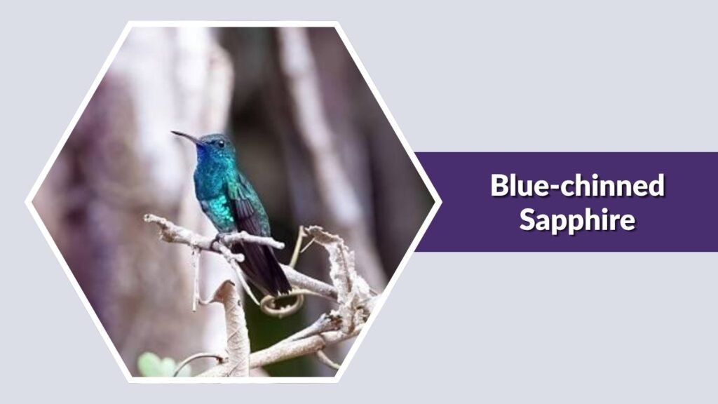  Blue-chinned Sapphire