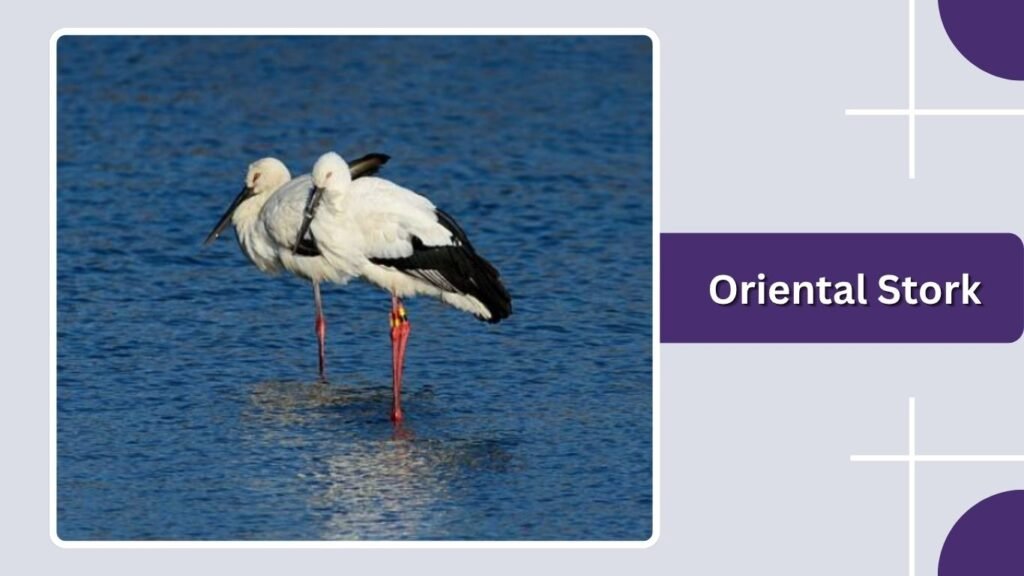 Oriental Stork