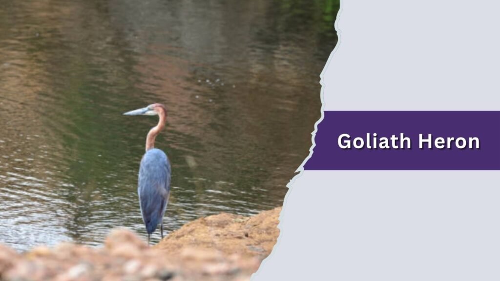 Goliath Heron