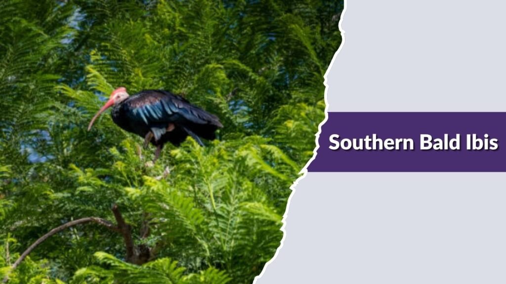 Southern Bald Ibis