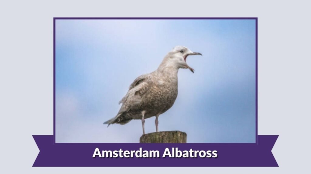 Amsterdam Albatross
