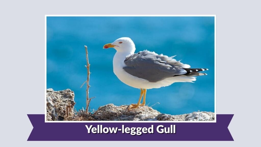 Yellow-legged Gull