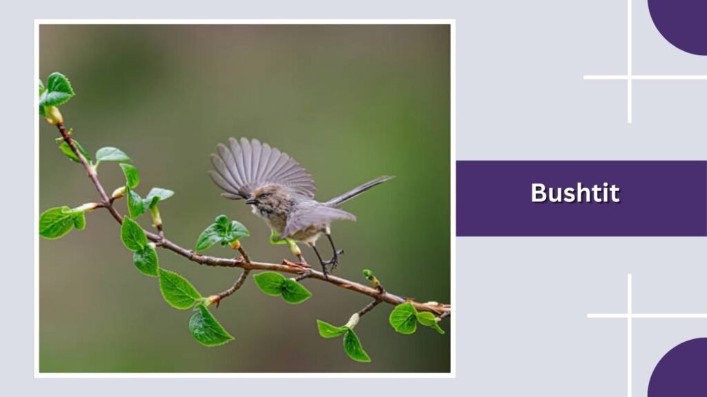 Bushtit
