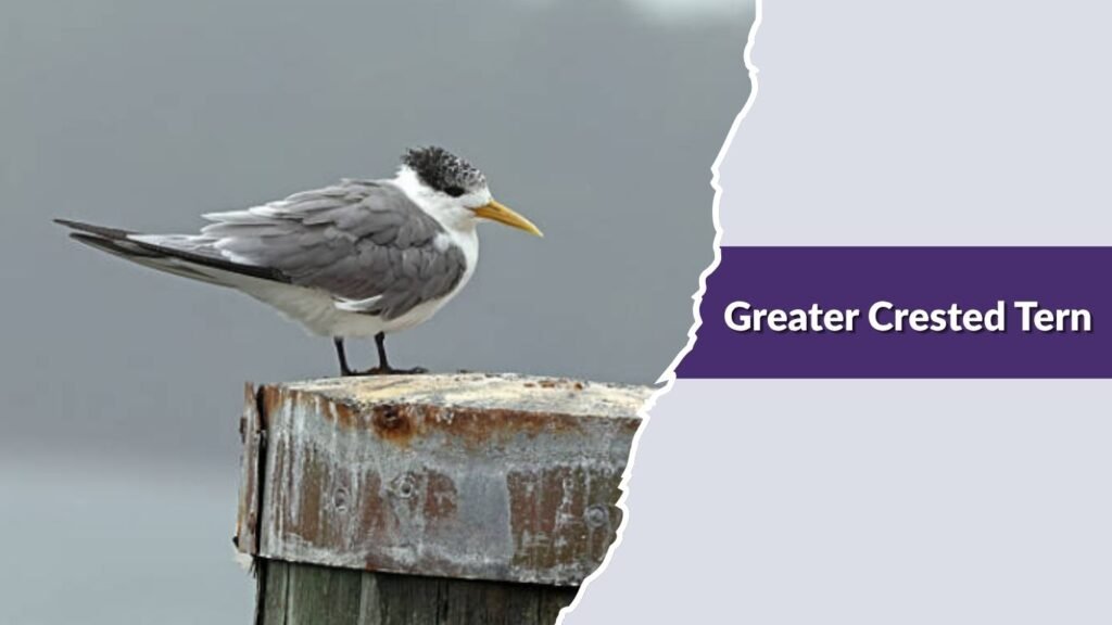 Greater Crested Tern
