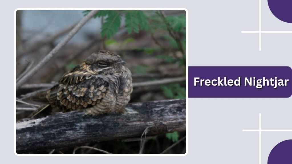 Freckled Nightjar