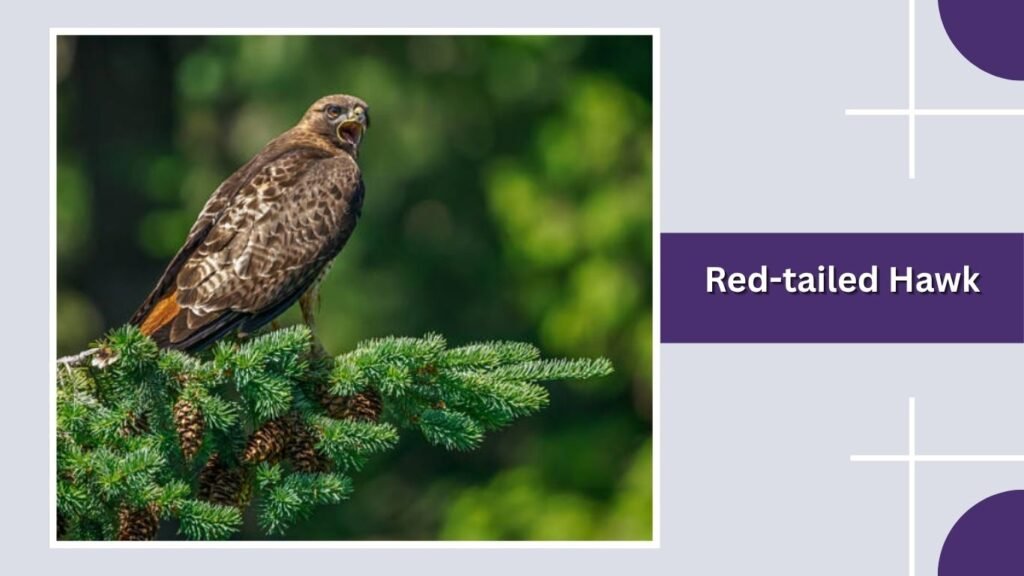 Red-tailed Hawk