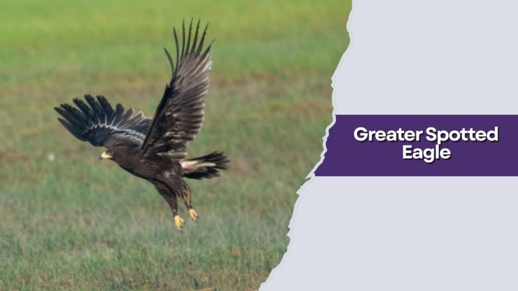Greater Spotted Eagle