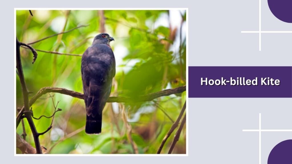Hook-billed Kite