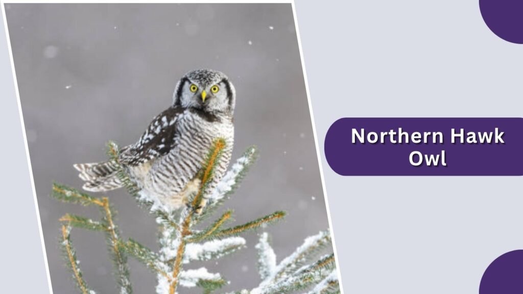  Northern Hawk Owl