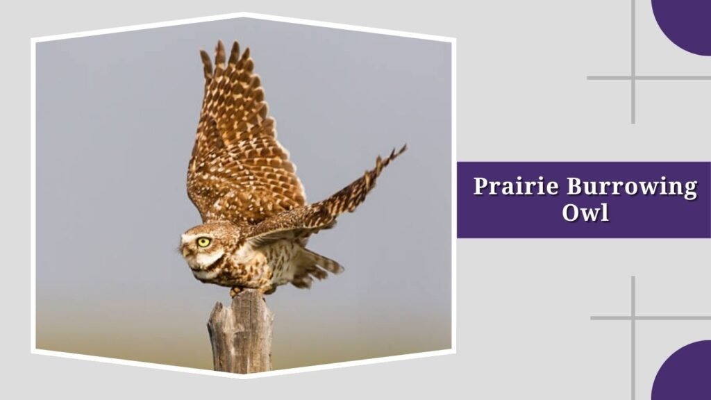 Prairie Burrowing Owl