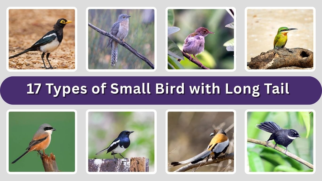 17 Types of Small Bird with Long Tail: Id with Picture