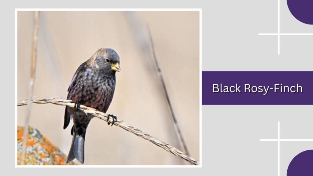  Black Rosy-Finch