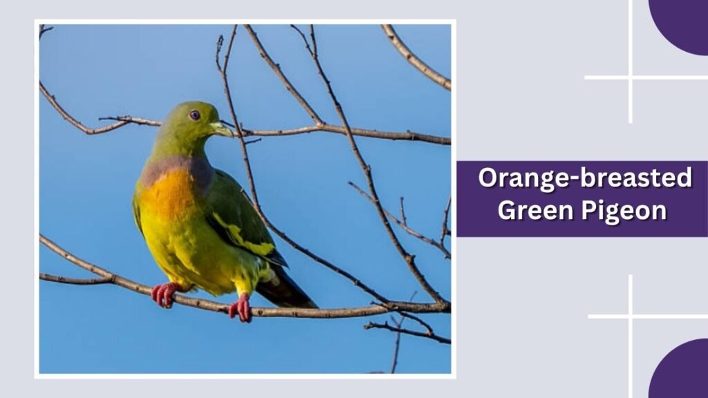  Orange-breasted Green Pigeon