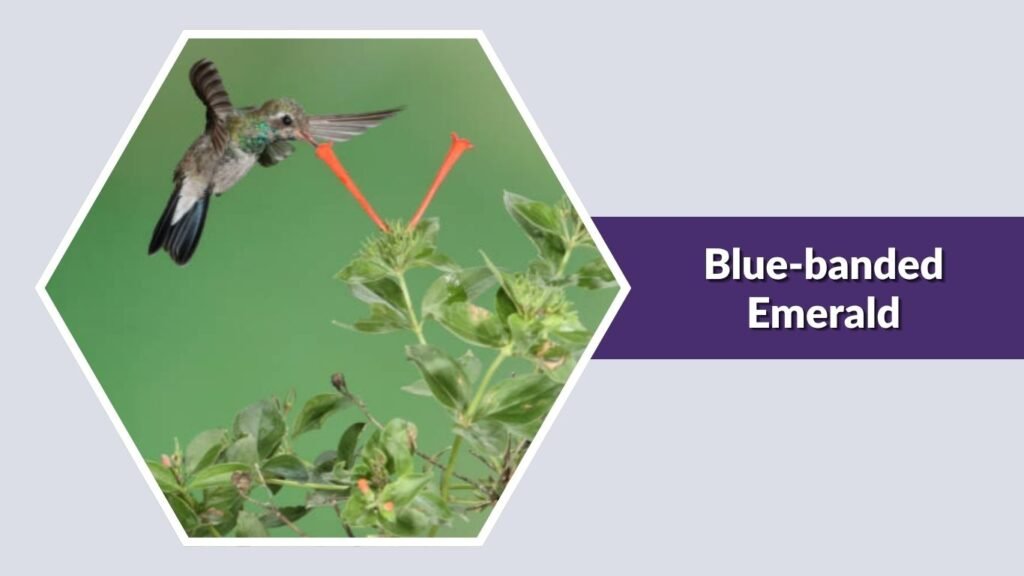  Blue-banded Emerald