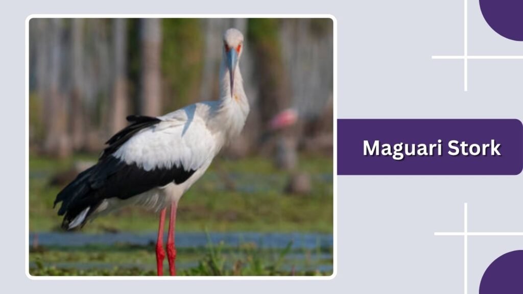  Maguari Stork