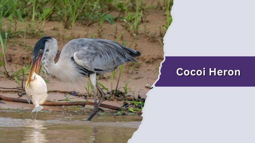 Cocoi Heron