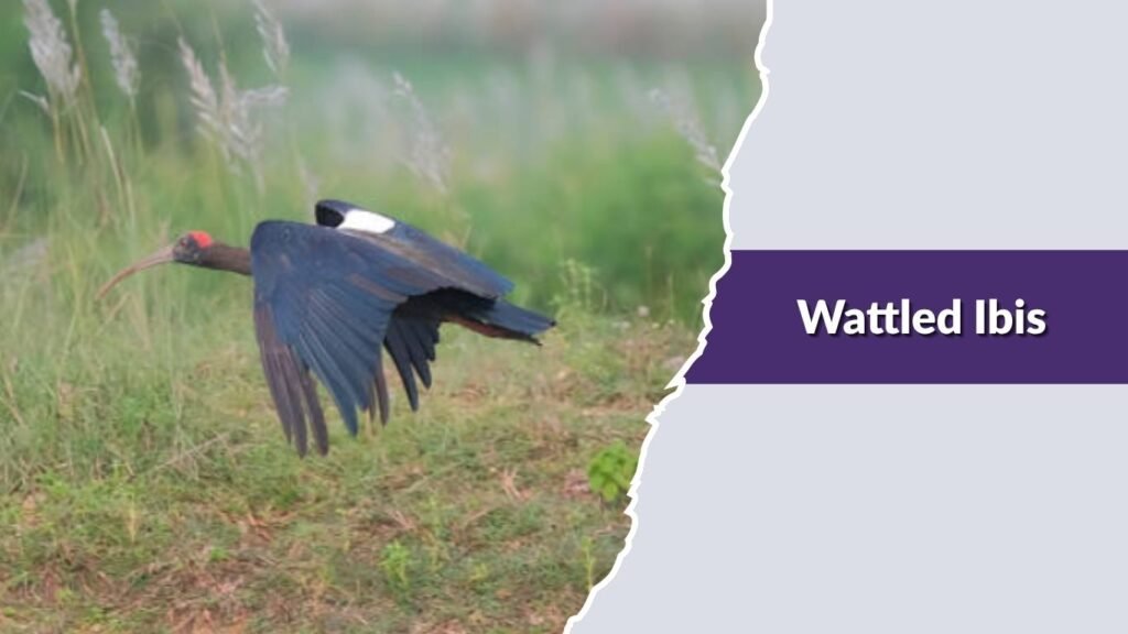  Wattled Ibis