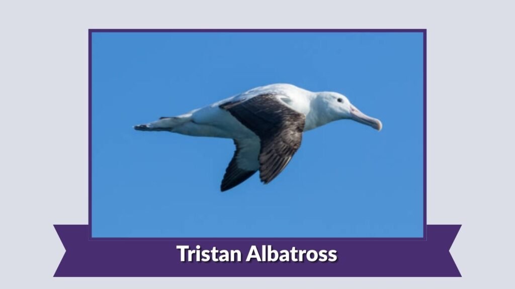Tristan Albatross
