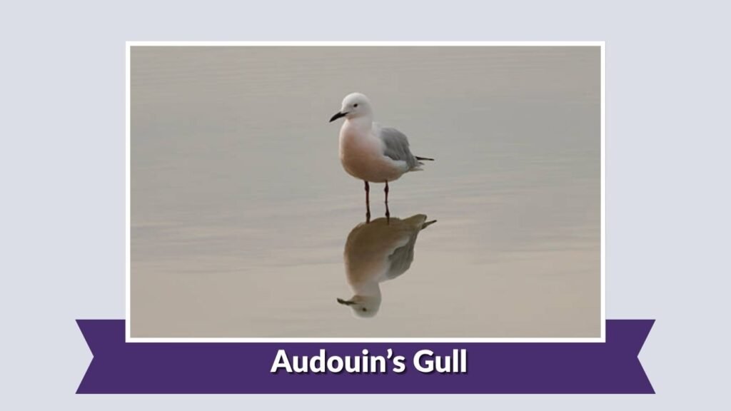 Audouin’s Gull