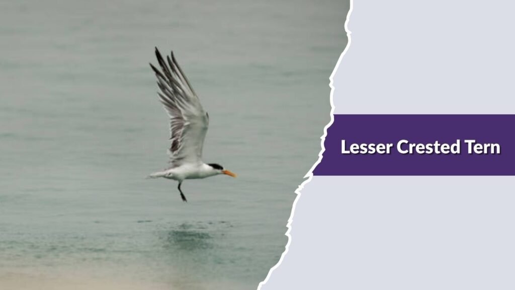  Lesser Crested Tern