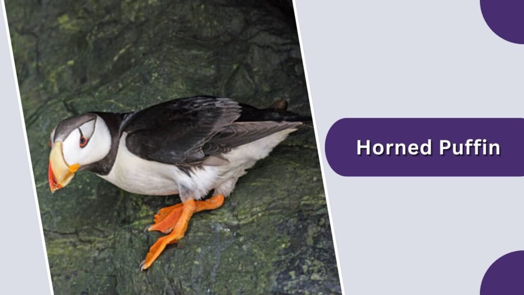 Horned Puffin
