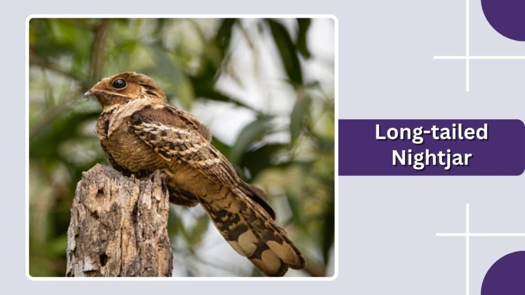 Long-tailed Nightjar