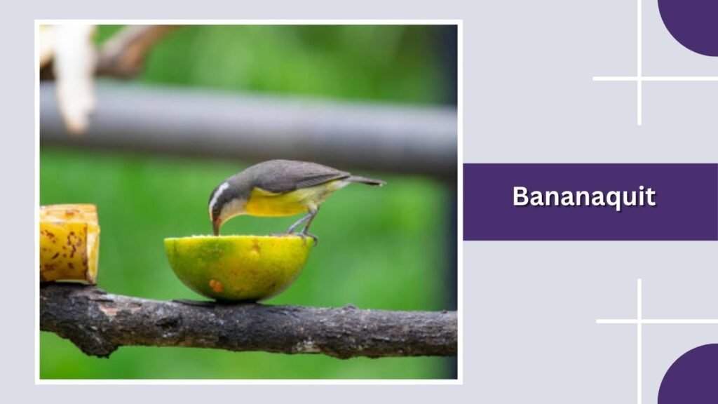 Bananaquit