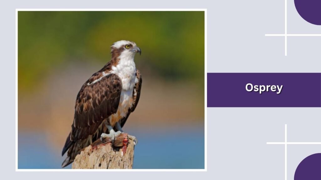 Osprey