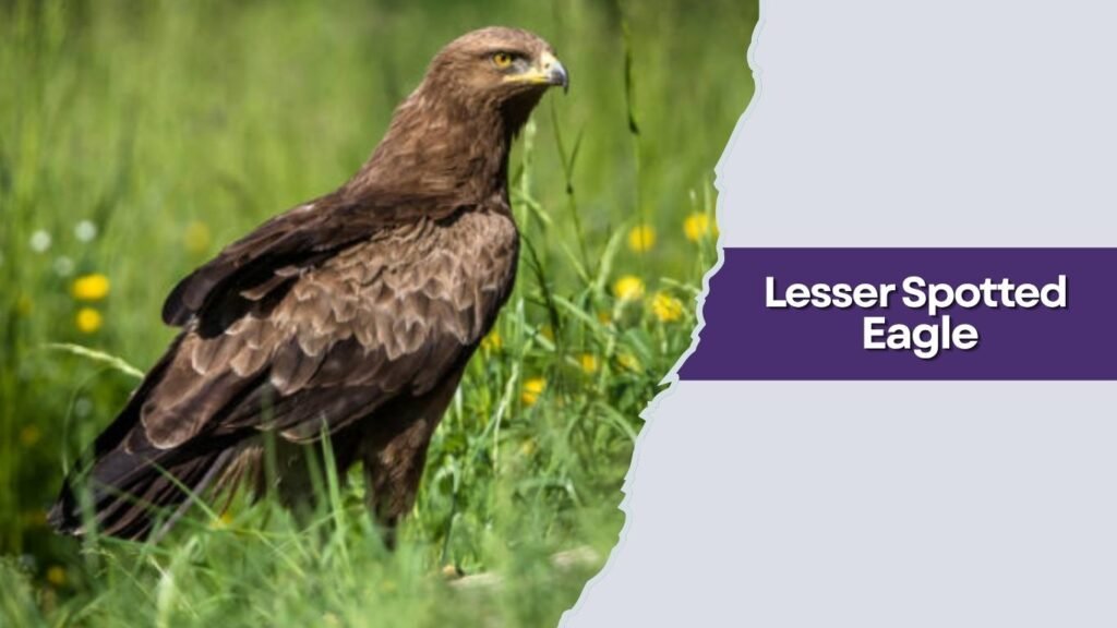  Lesser Spotted Eagle