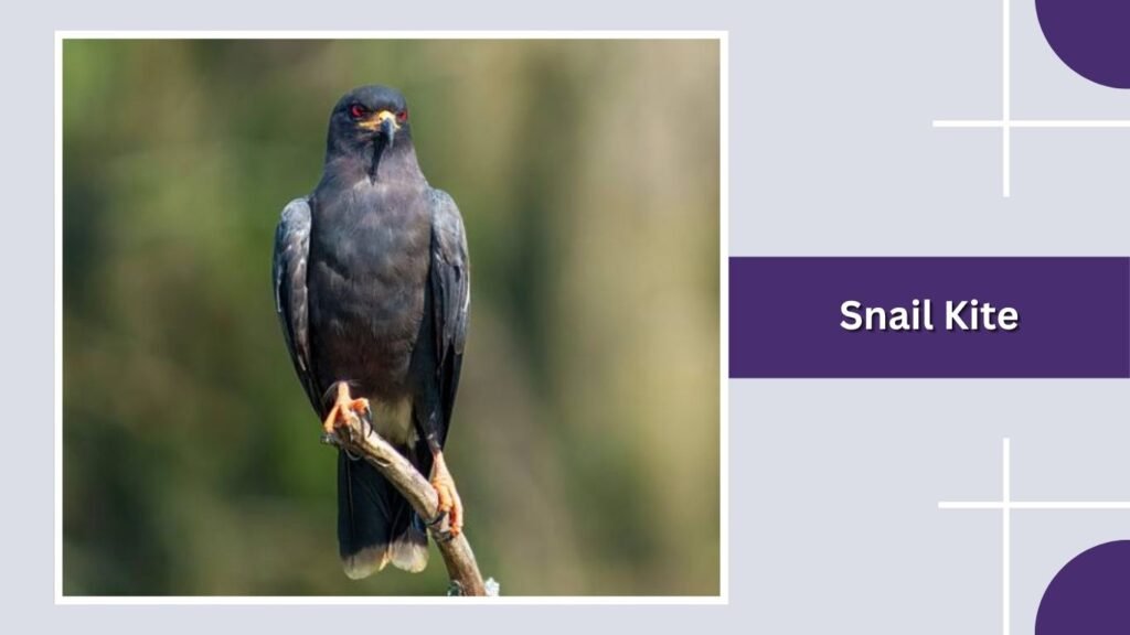 Snail Kite