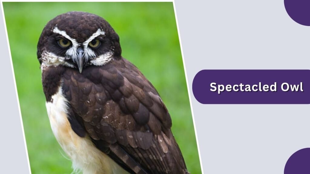  Spectacled Owl