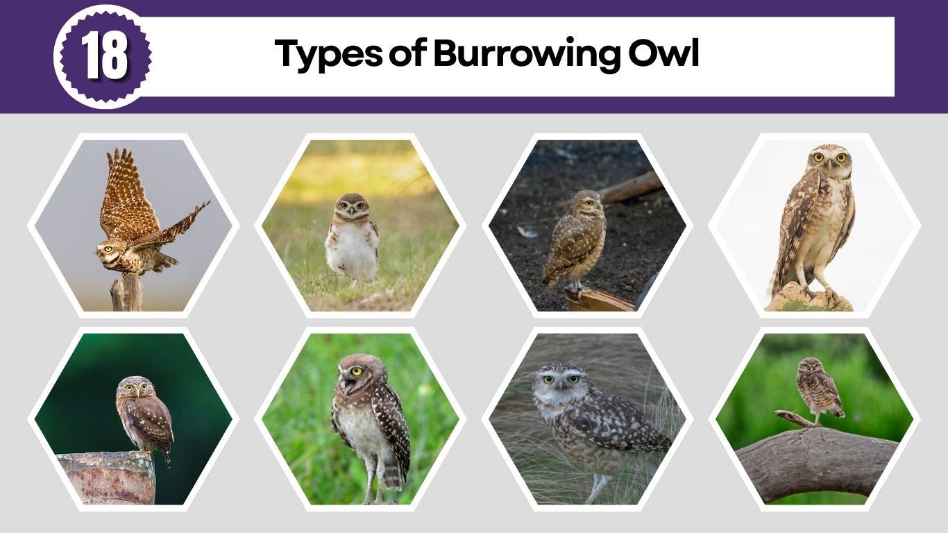 18 Types of Burrowing Owl: Species Identification with Pictures