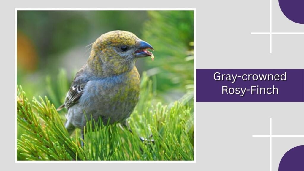 Gray-crowned Rosy-Finch
