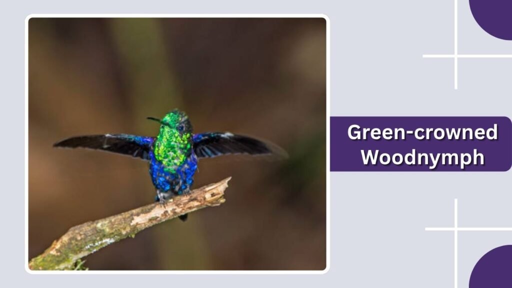 Green-crowned Woodnymph