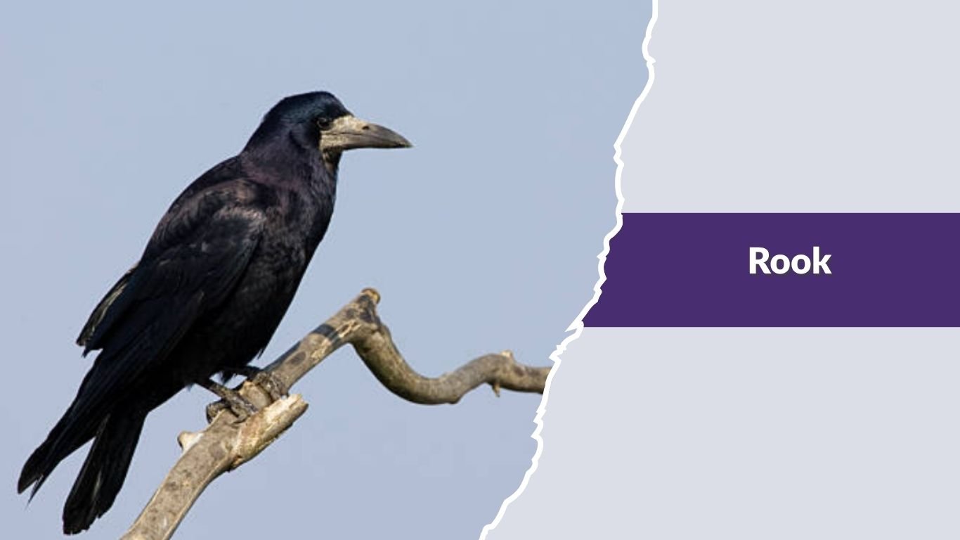 27 Common Types of Crow: Identification with Picture