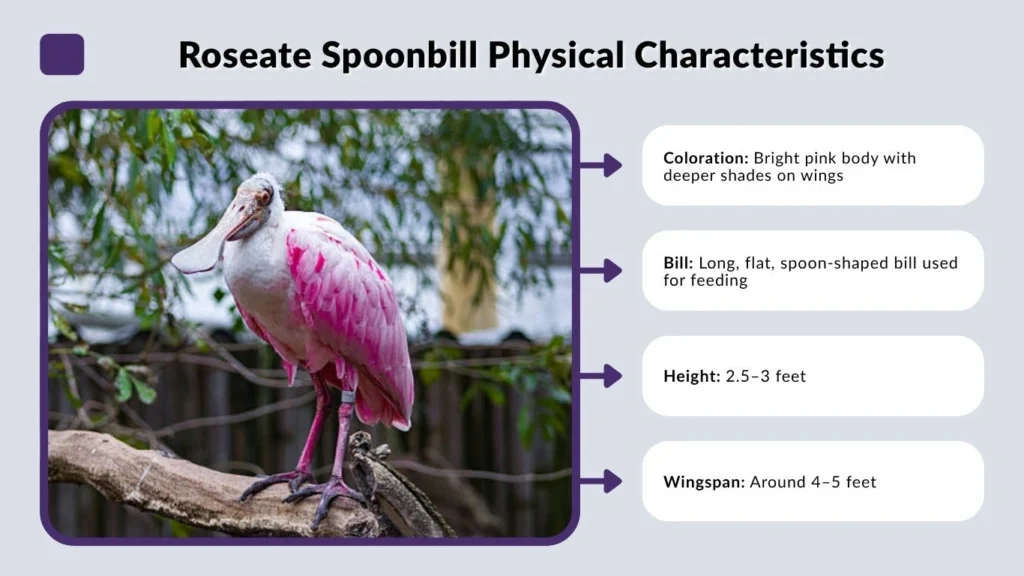 Roseate Spoonbill Physical Characteristics