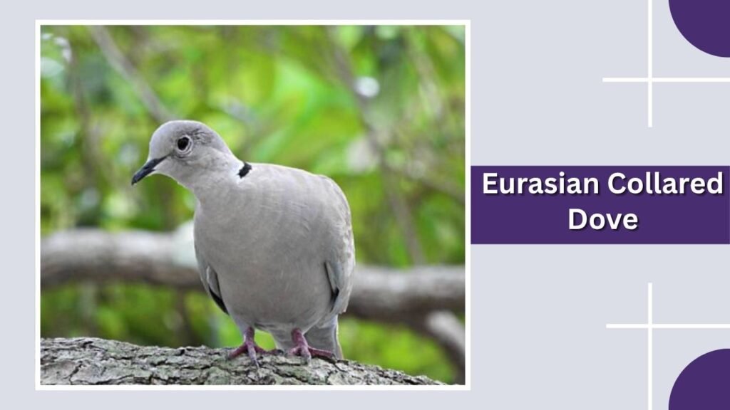 Eurasian Collared Dove