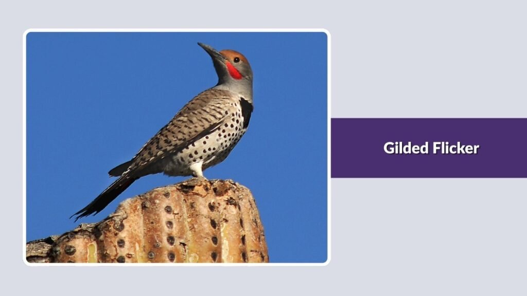 Gilded Flicker